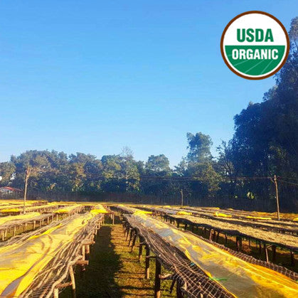 ETHIOPIA GUJI G2 ORGANIC WASHED COFFEE BEANS