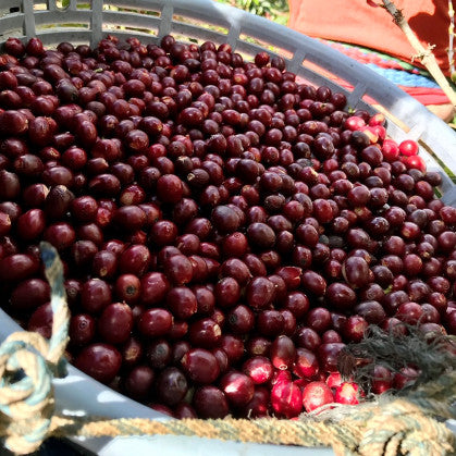EL SALVADOR SANTA ANA WASHED SHG EP