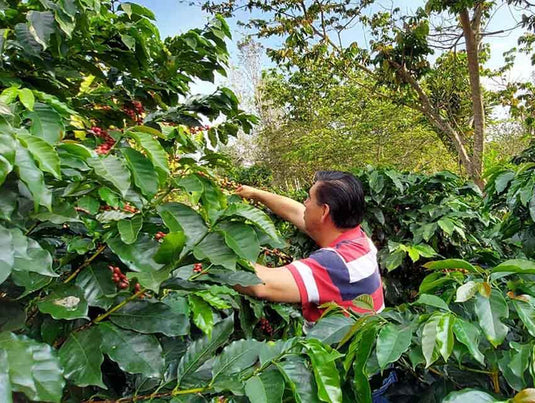 mexican decaf coffee beans