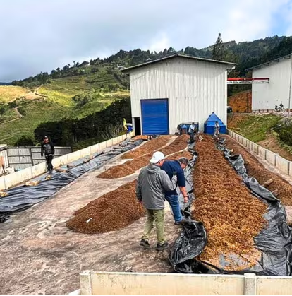 Costa Rica Montano Micro-mill Jaguar Anaerobic