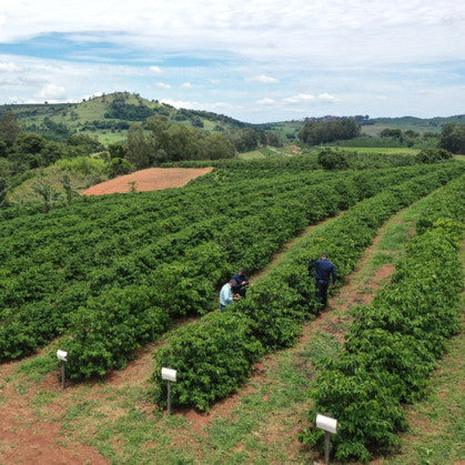 Brazilian coffee beans