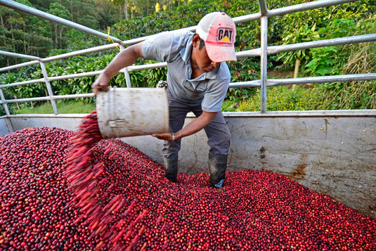 NICARAGUA LA BASTILLA COFFEE ESTATES NATURAL
