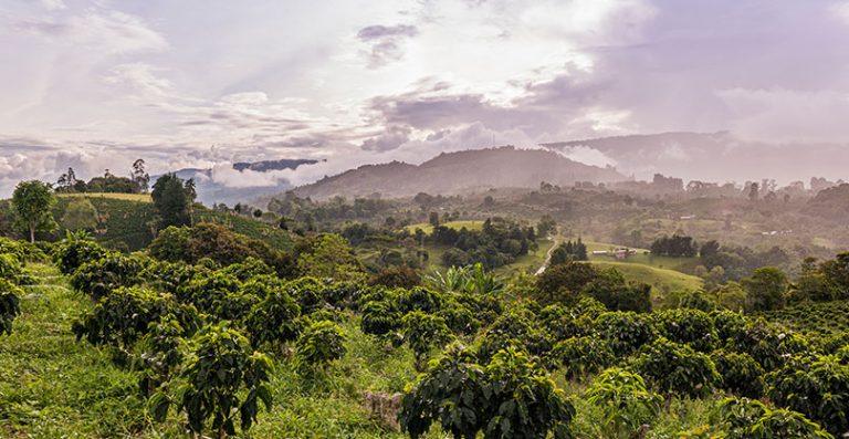 Colombia Huila Supplies Coffee Home El | Tiple Roasting Beans