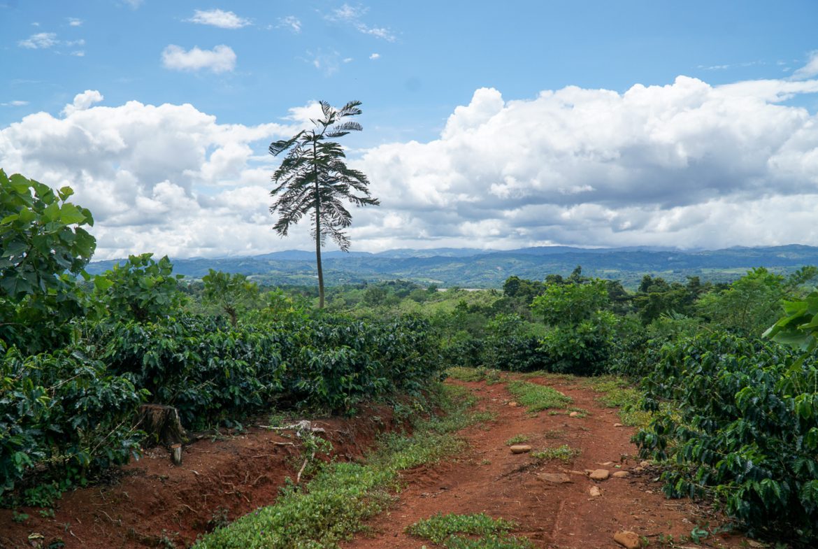 Costa Rican Coffee Beans